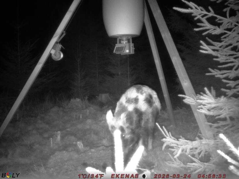 Bild från EKENÄSSALTSTEN