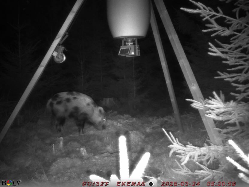 Bild från EKENÄSSALTSTEN