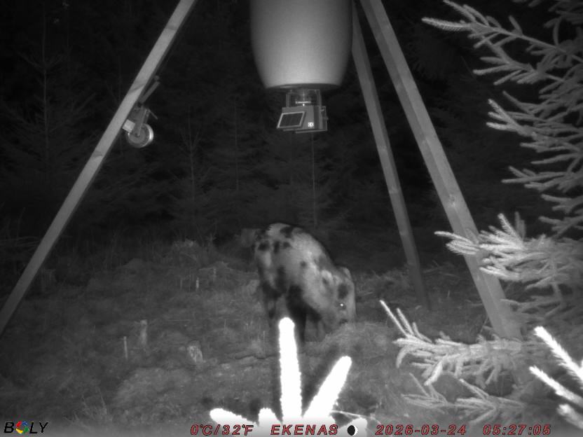 Bild från EKENÄSSALTSTEN