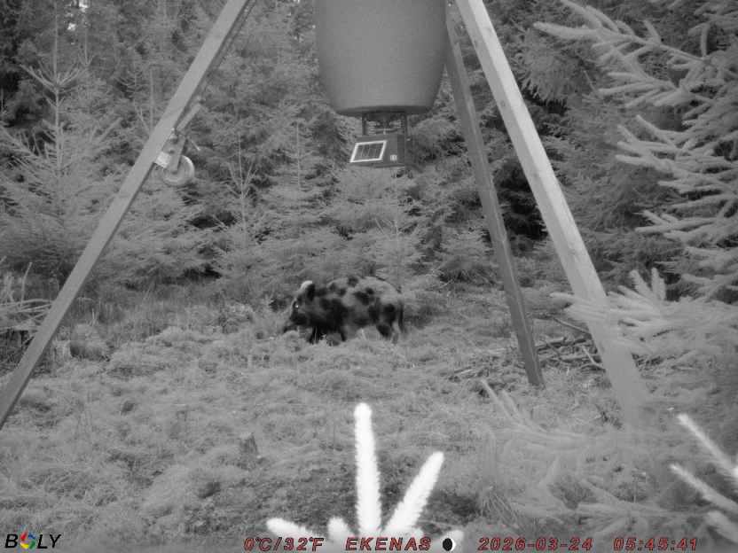 Bild från EKENÄSSALTSTEN