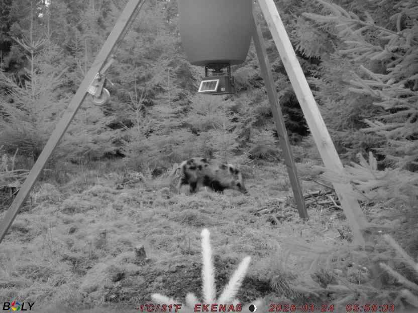 Bild från EKENÄSSALTSTEN