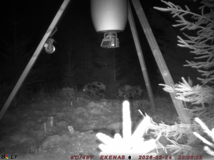 Bild från EKENÄSSALTSTEN