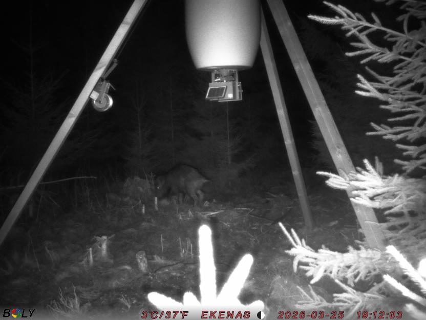 Bild från EKENÄSSALTSTEN