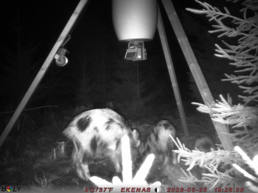 Bild från EKENÄSSALTSTEN