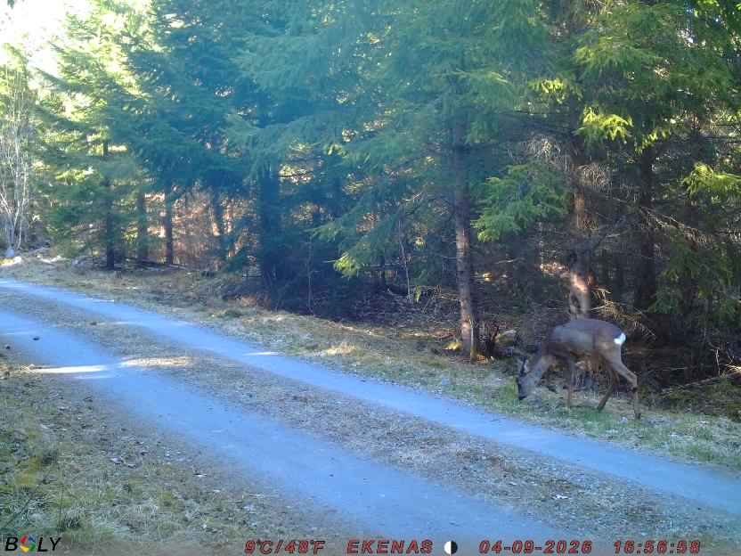 Bild från EKENÄSSALTSTEN