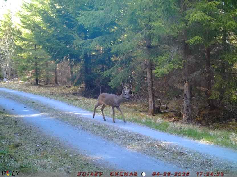 Bild från EKENÄSSALTSTEN